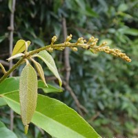 Croton tiglium L.